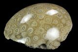 Polished Fossil Coral (Actinocyathus) - Morocco #128188-2